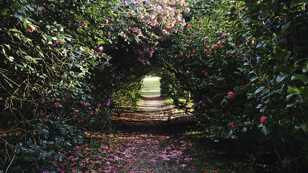 Best UK gardens to visit in Spring: Antony Woodland Garden